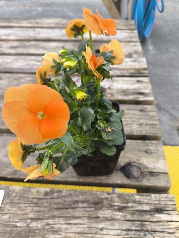 VIOLA CORNUTA  SORBET 'Deep Orange '