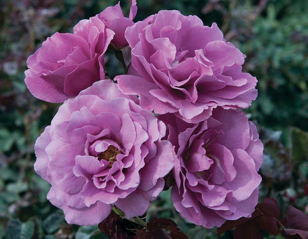 Star Roses 3 gal., Colour: Angel Face FL