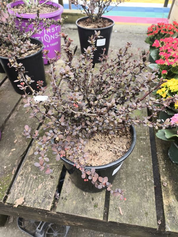 #2 BERBERIS THUNGERBGII 'Royal Burngundy'