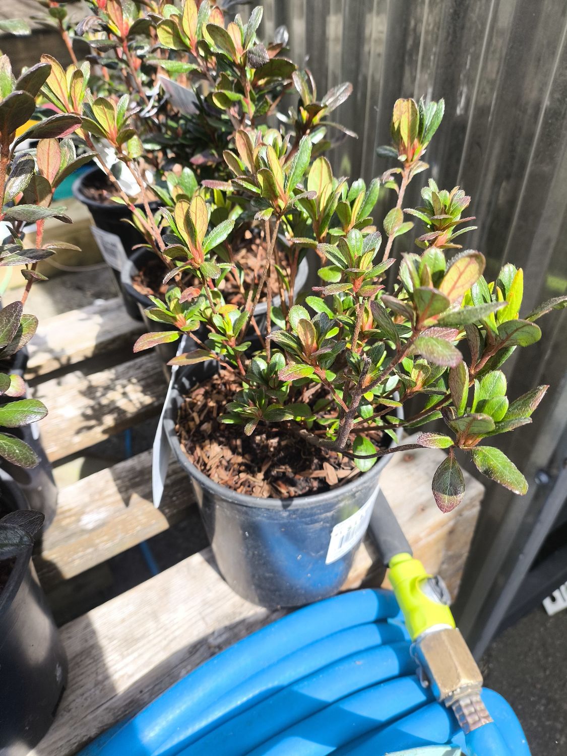 #1 AZALEA Jap. 'Johanna'