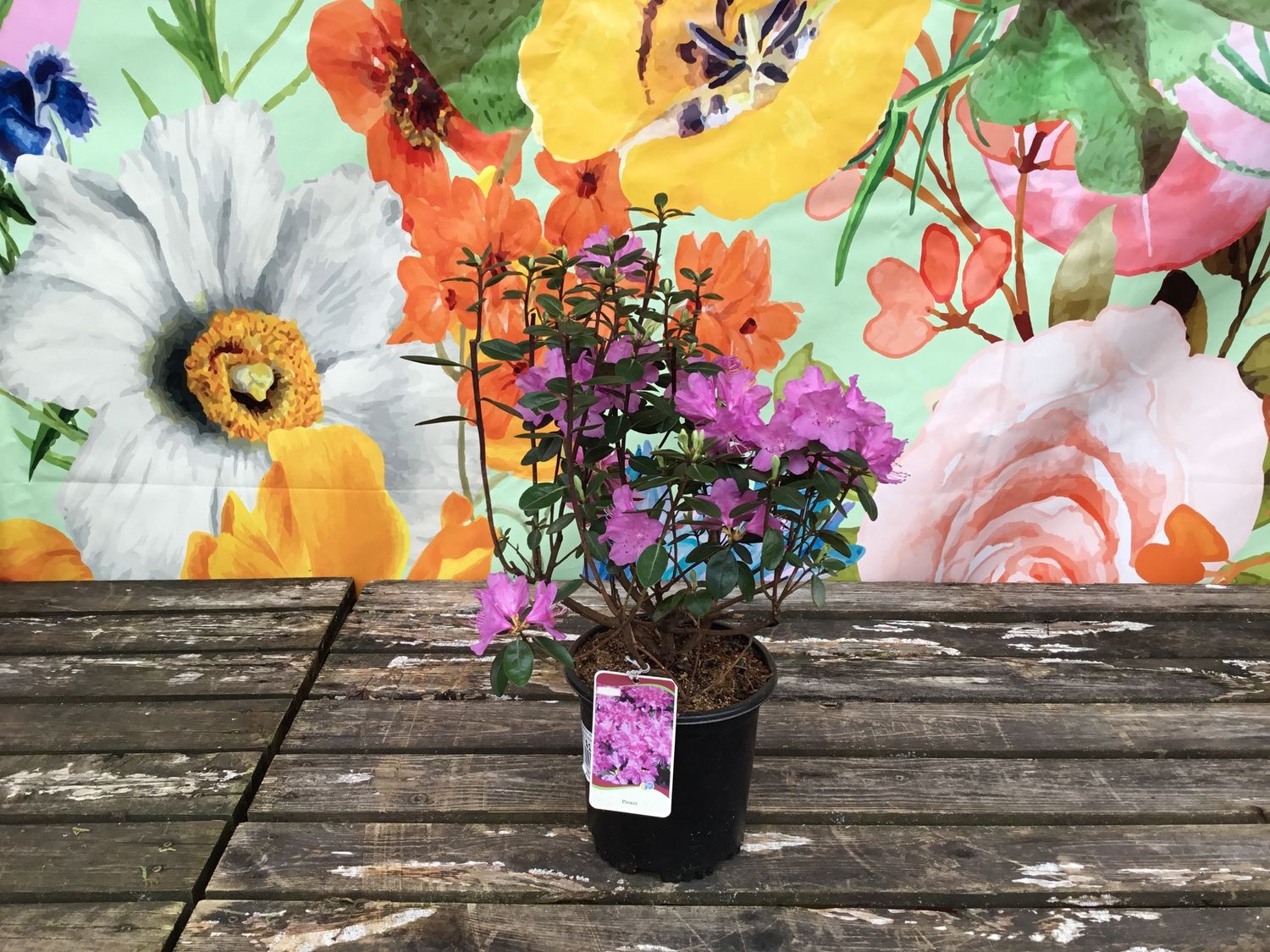 #1 RHODODENDRON 'Rhosid1'