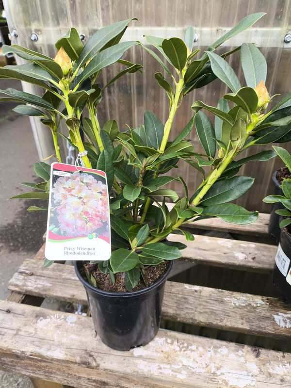 #1 RHODODENDRON 'Percy Wiseman'