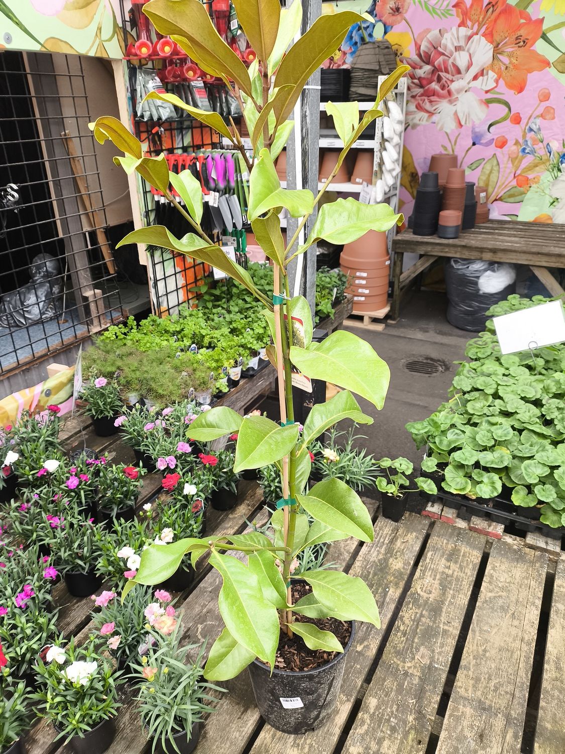 #2 MAGNOLIA GRAND 'Bracken's Brown Beauty'