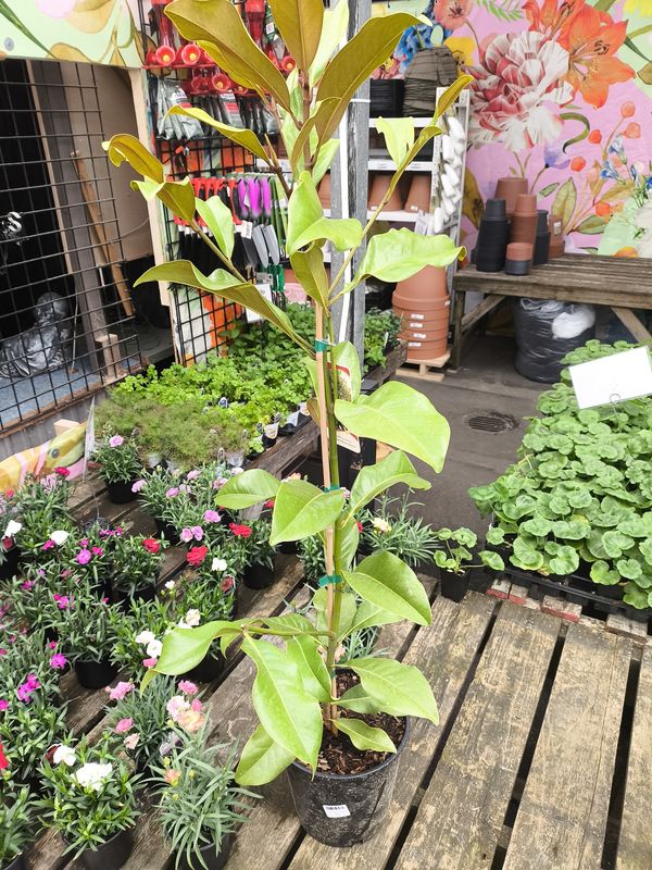 #2 MAGNOLIA GRAND 'Bracken's Brown Beauty'