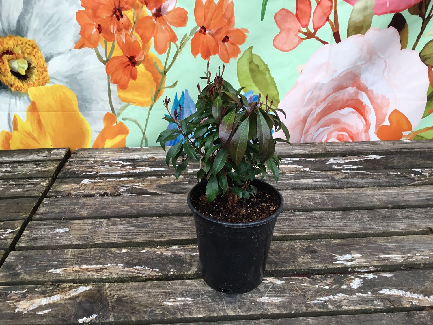 #2 PIERIS JAP. 'Katsura'