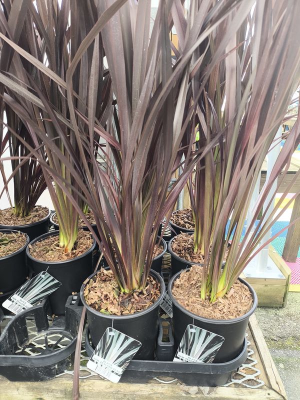 #1 Black New Zealand Flax