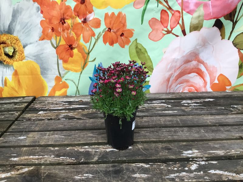 Saxifraga x arendsii 'Merlot' (Red)