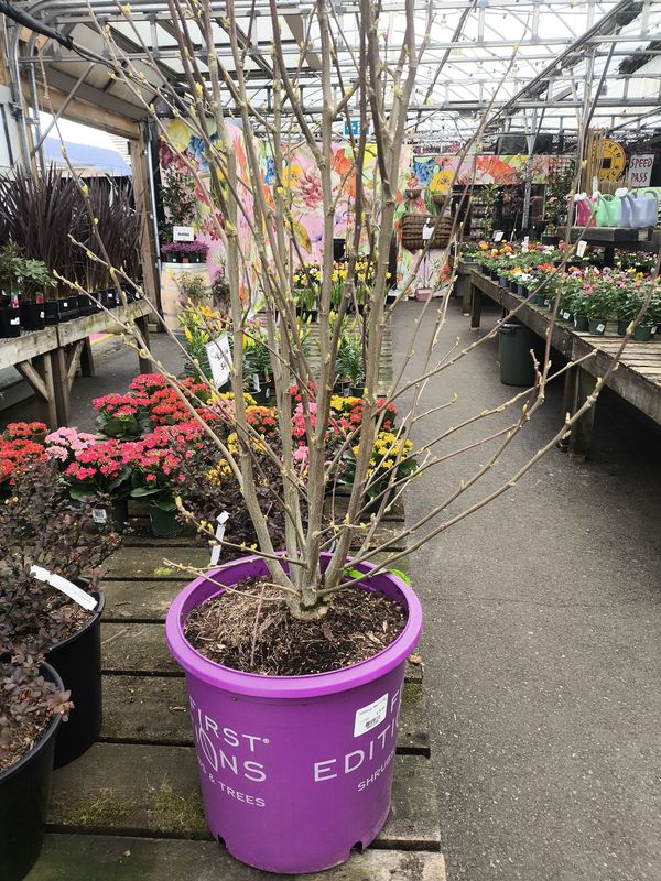 #5 HIBISCUS SYRIACUS 'Bali'