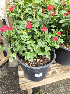 9" COMPACT ROSE