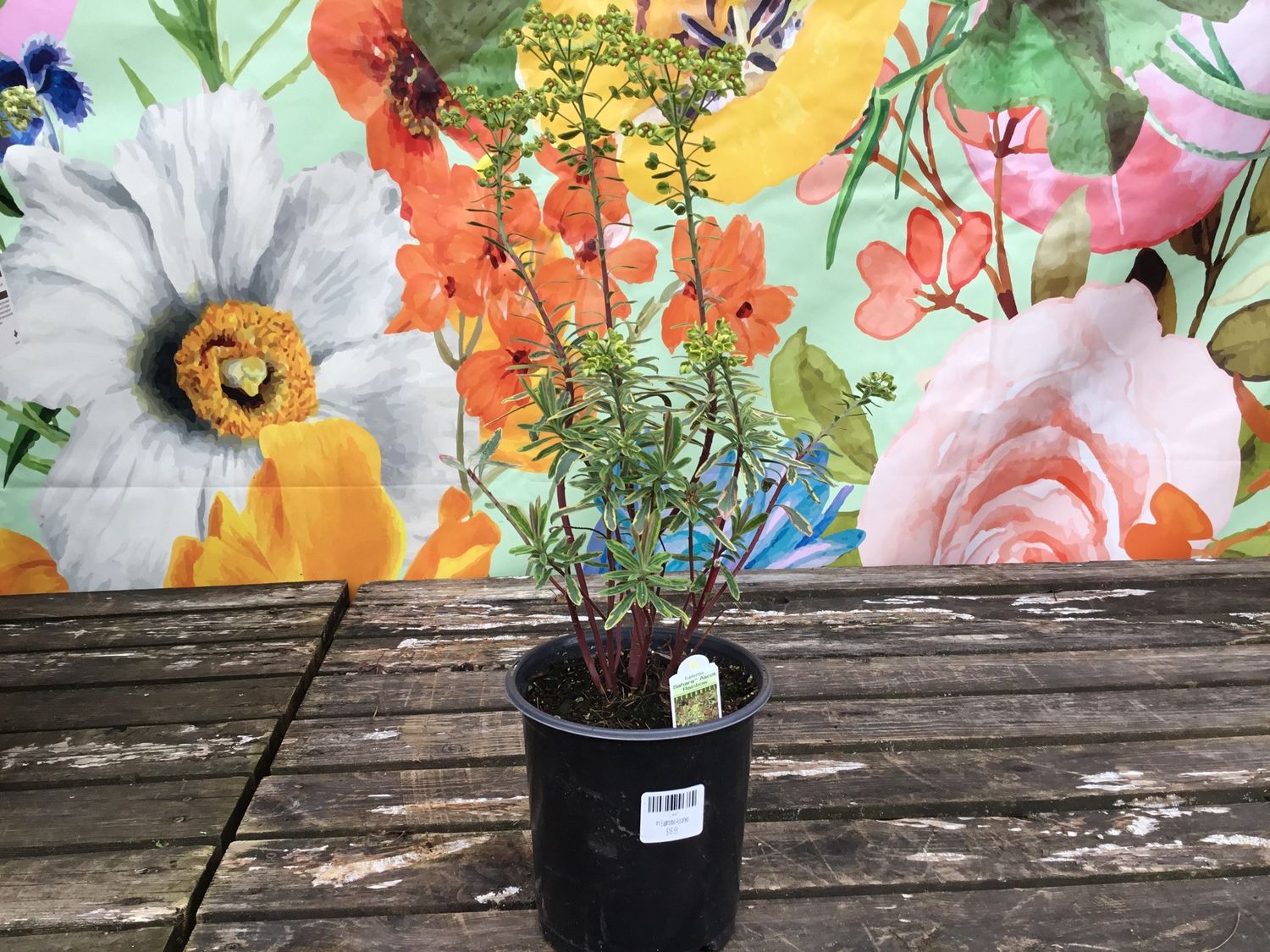 #1 Euphorbia Assorted