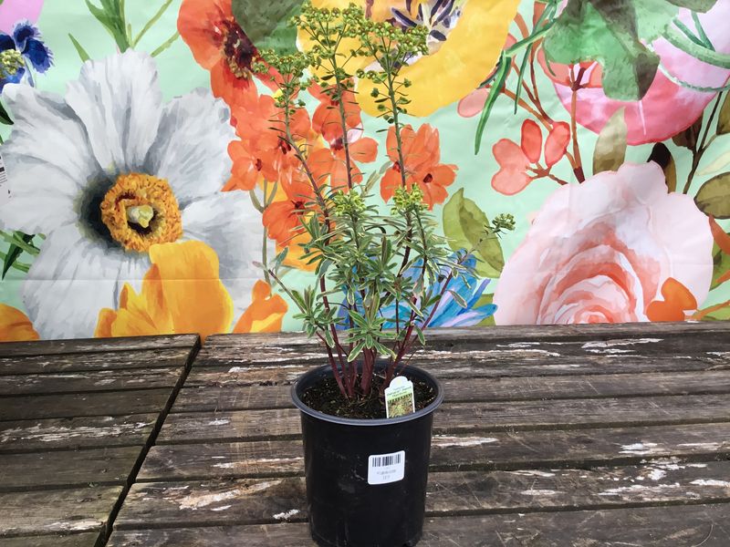 #1 Euphorbia Assorted