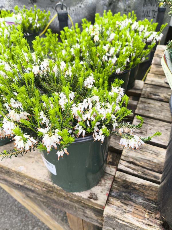 #1 ERICA 'Springwood White'