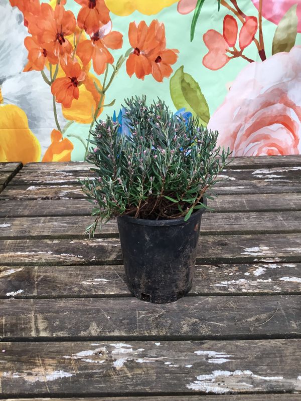 #1 Andromeda polifolia 'Blue Ice'