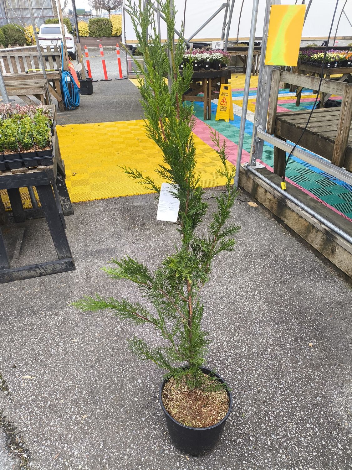 #3 Cupressocyparis leylandii 'Green Rocket'