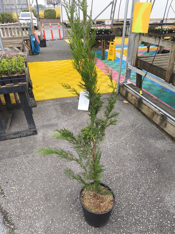 #3 Cupressocyparis leylandii 'Green Rocket'