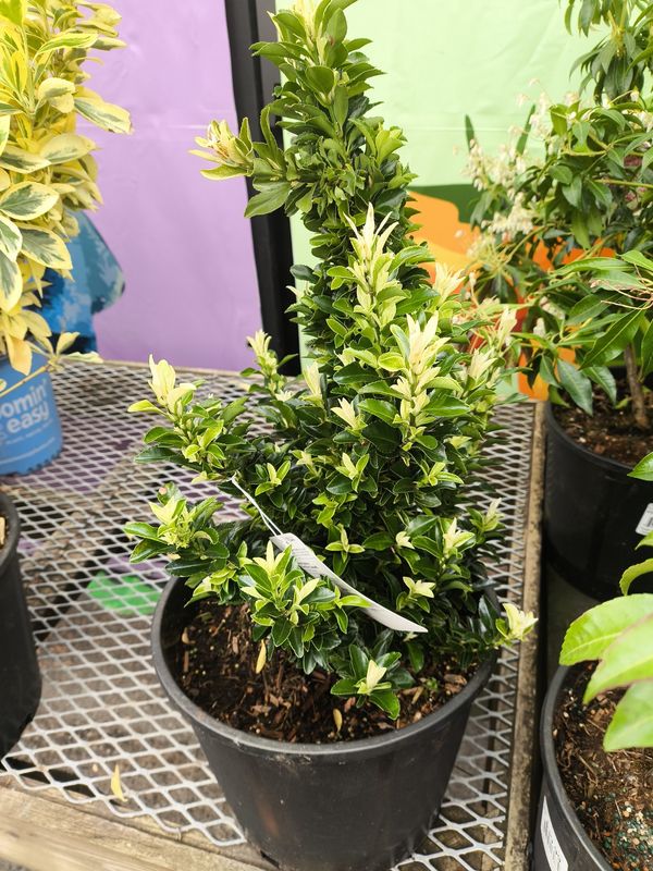 #3 Euonymus japonicus 'Paloma Blanca'