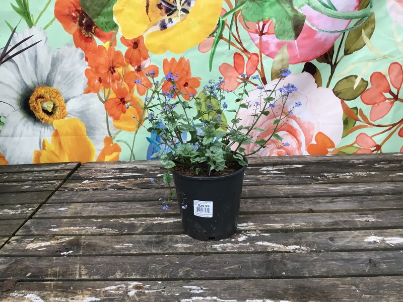 #2 Brunnera macrophylla 'Sterling Silver'