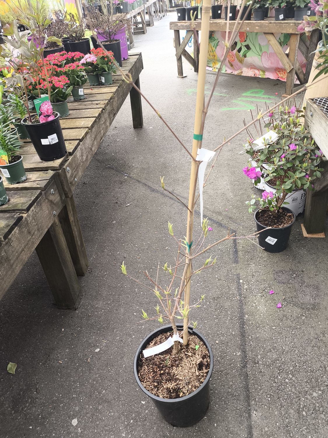 #5 Cornus kousa 'Wolf Eyes'