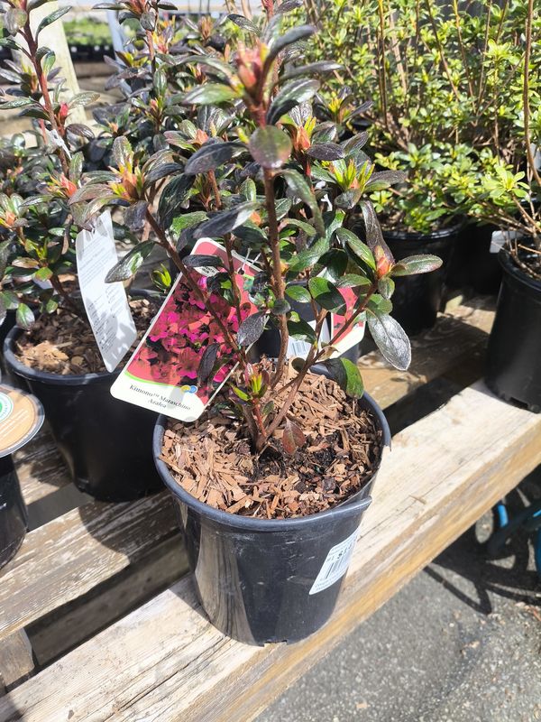 #1 Azalea x Kimono 'Maraschino'