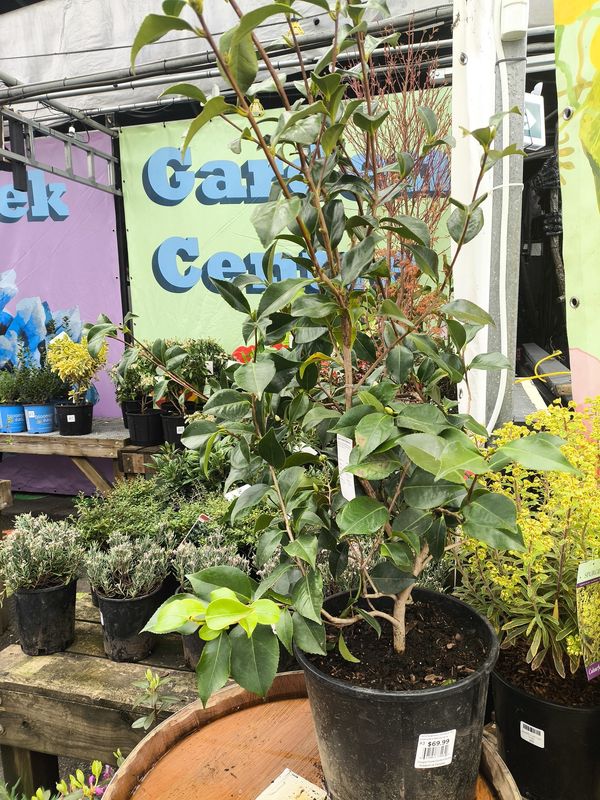 #3 Camellia japonica 'Greensboro Red'