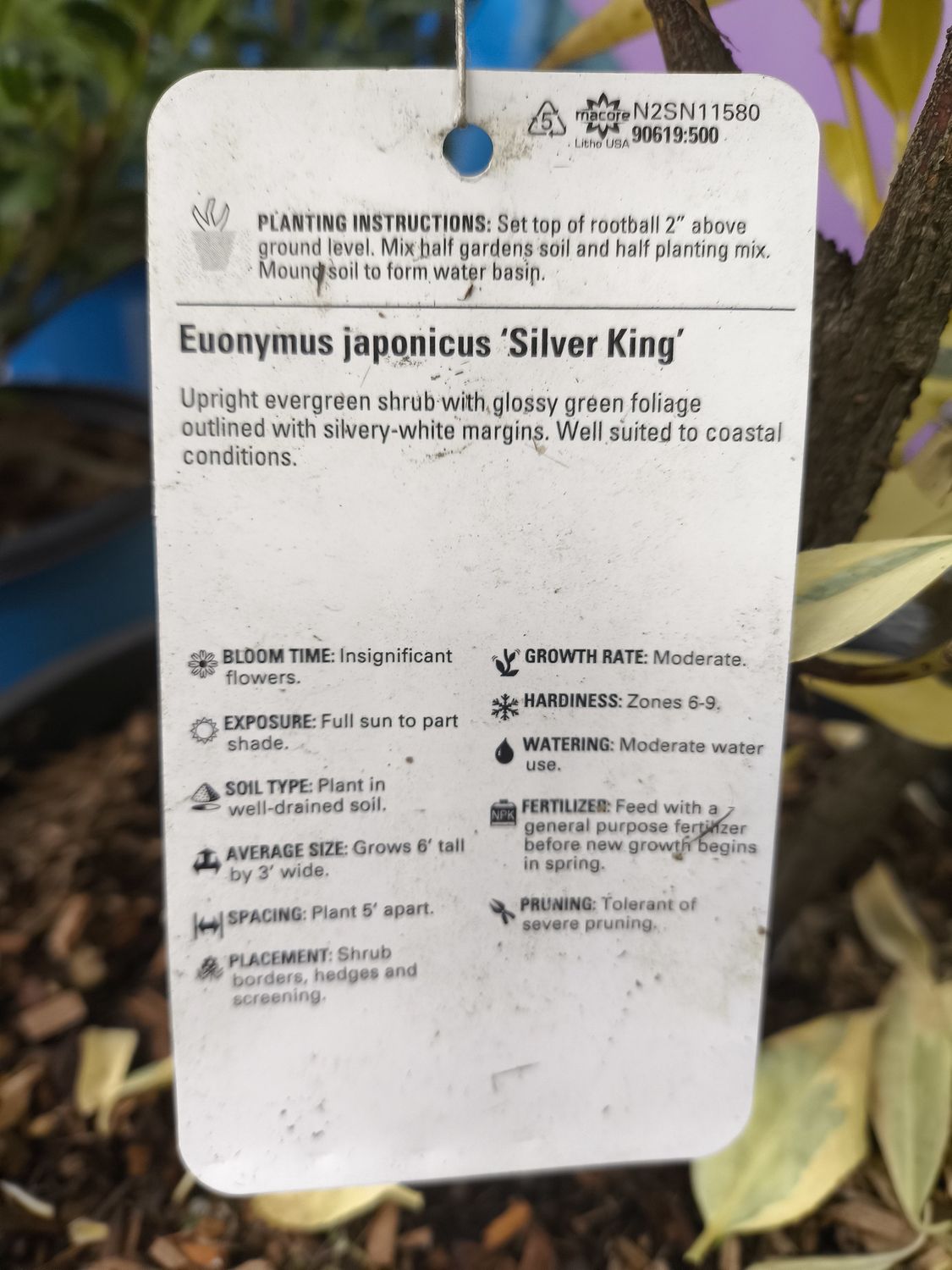 #3 Euonymus japonicus 'Silver King' TG