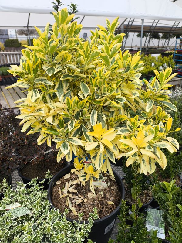 #3 Euonymus japonicus 'Silver King' TG