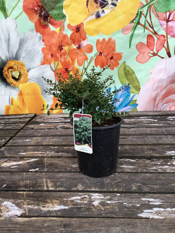 #1 Ilex crenata 'Hellerii'