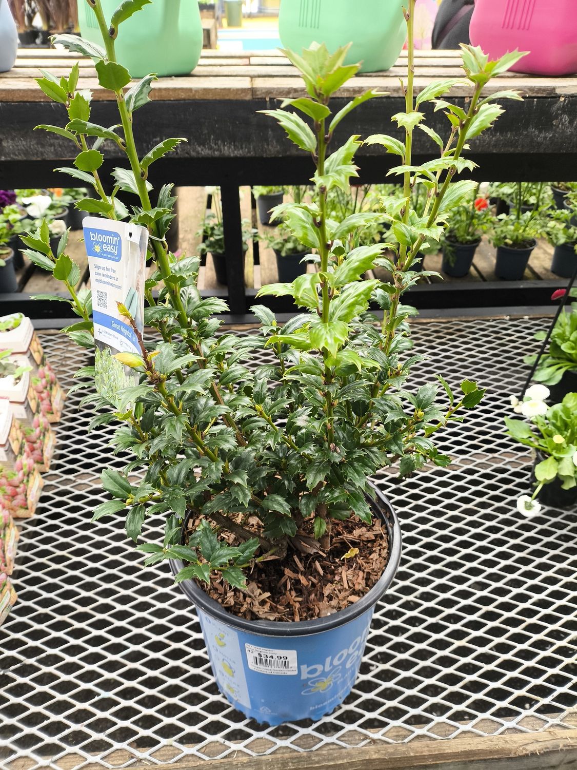 #2 Ilex x 'Great Neighbor'