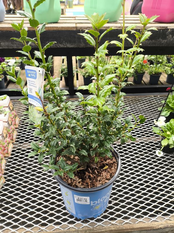 #2 Ilex x 'Great Neighbor'