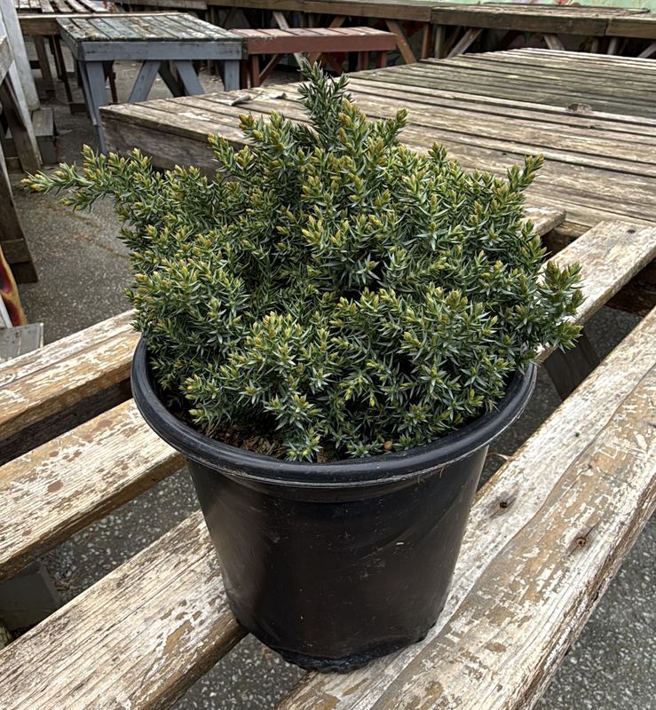 #1 Juniperus procumbens 'Nana'