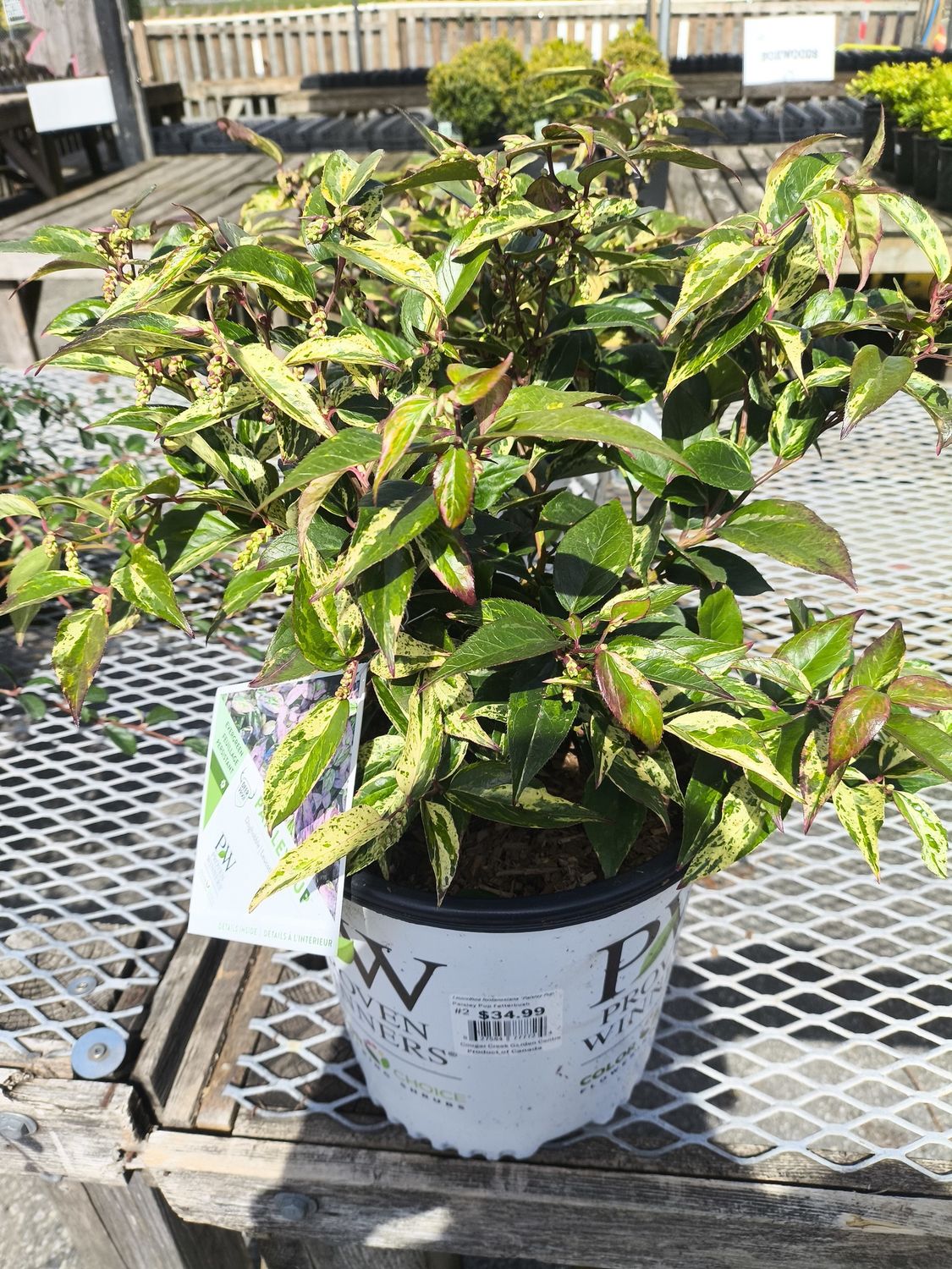 #2 Leucothoe fontanesiana 'Paisley Pup'