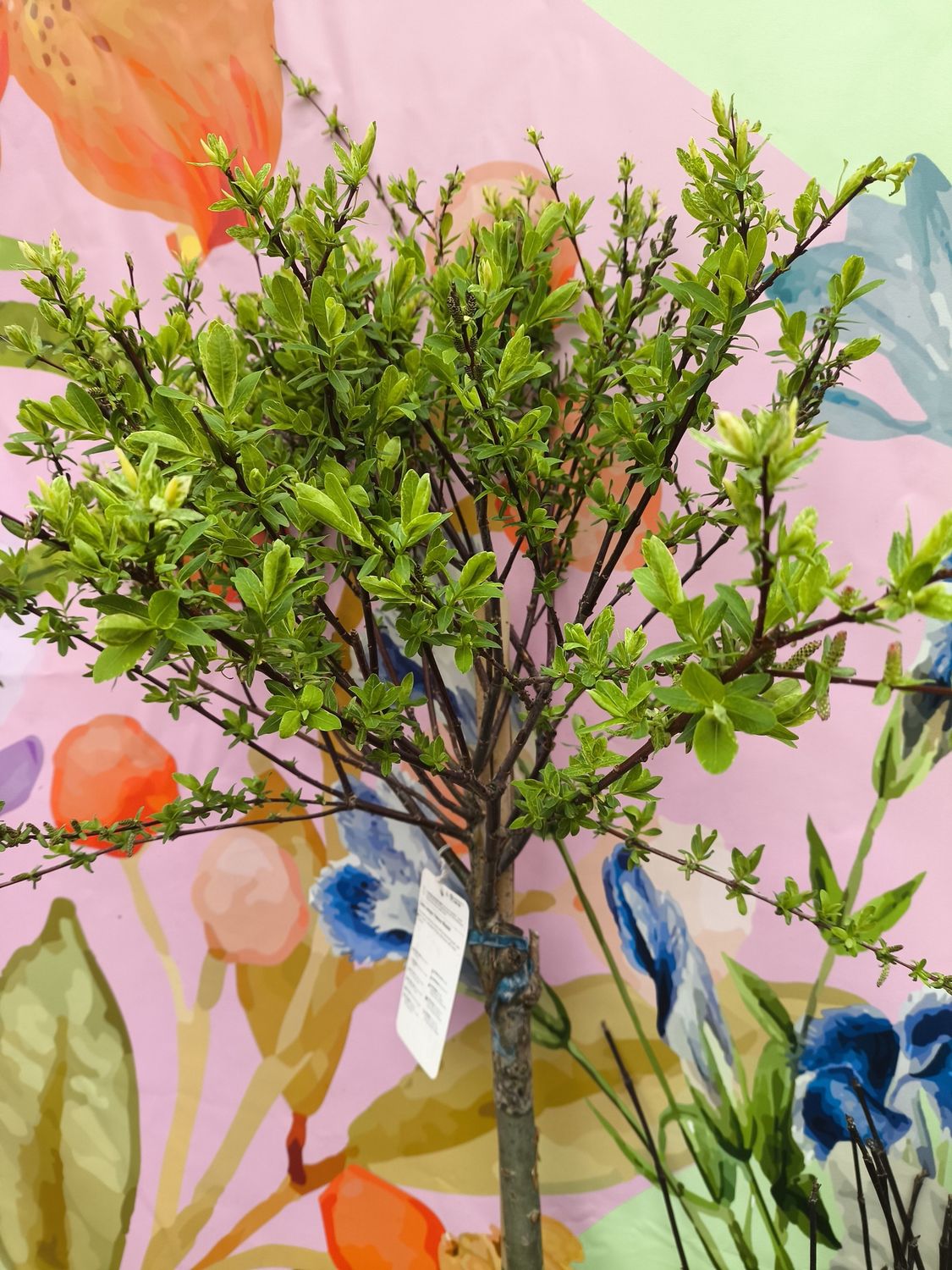 #5 Salix integra 'Hakuro Nishiki'