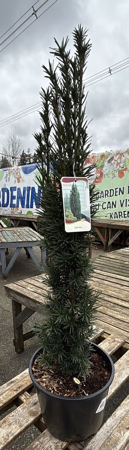 #3 Taxus bacata 'Fastigiata'