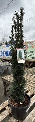 #3 Taxus bacata 'Fastigiata'