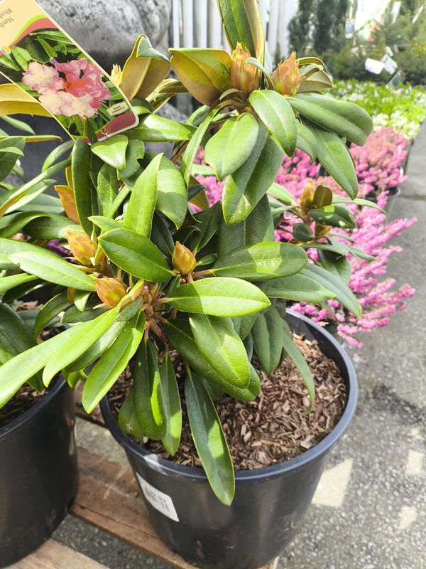 #3 Rhododendron 'Mardi Gras'