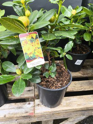 #2 Rhododendron 'Miyama Gold Prinz'