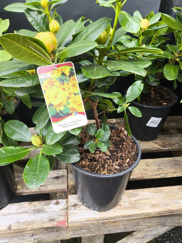#2 Rhododendron 'Miyama Gold Prinz'