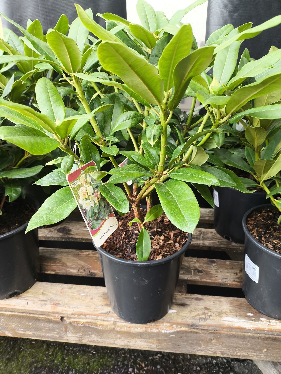 #2 Rhododendron 'Holden's Solar Flare'