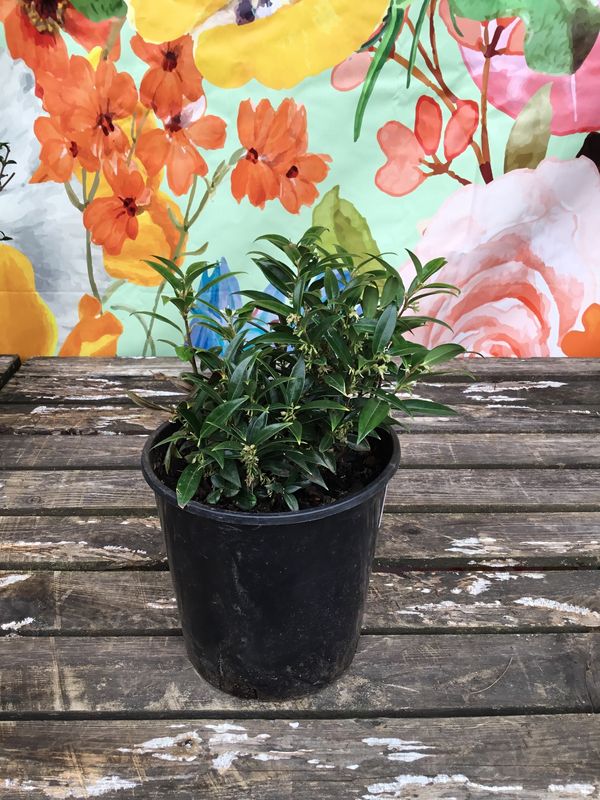 #2 Sarcococca hookeriana 'Humilis'