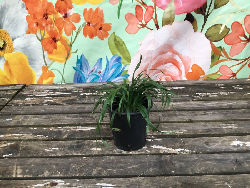 #1 Liriope muscari 'Big Blue'