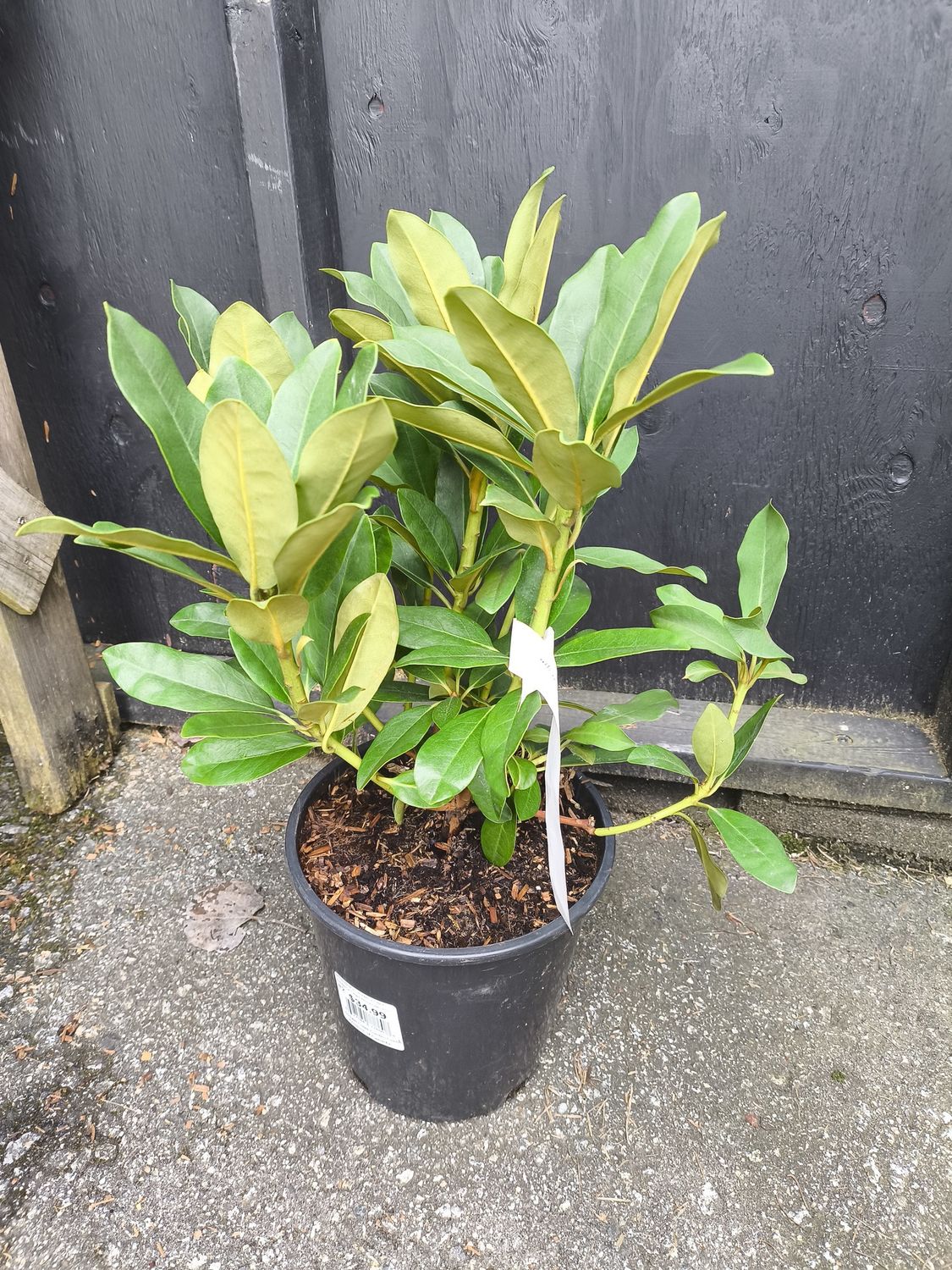 #2 Rhododendron 'Holden's Red'