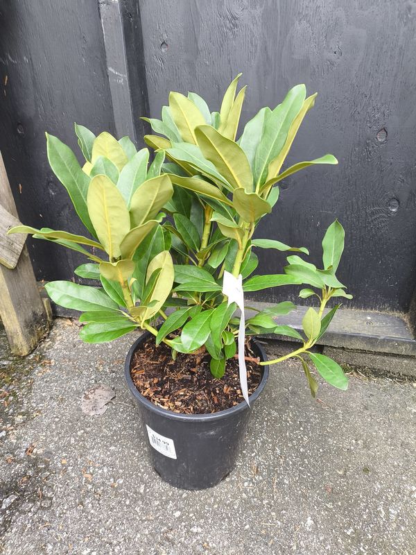 #2 Rhododendron 'Holden's Red'
