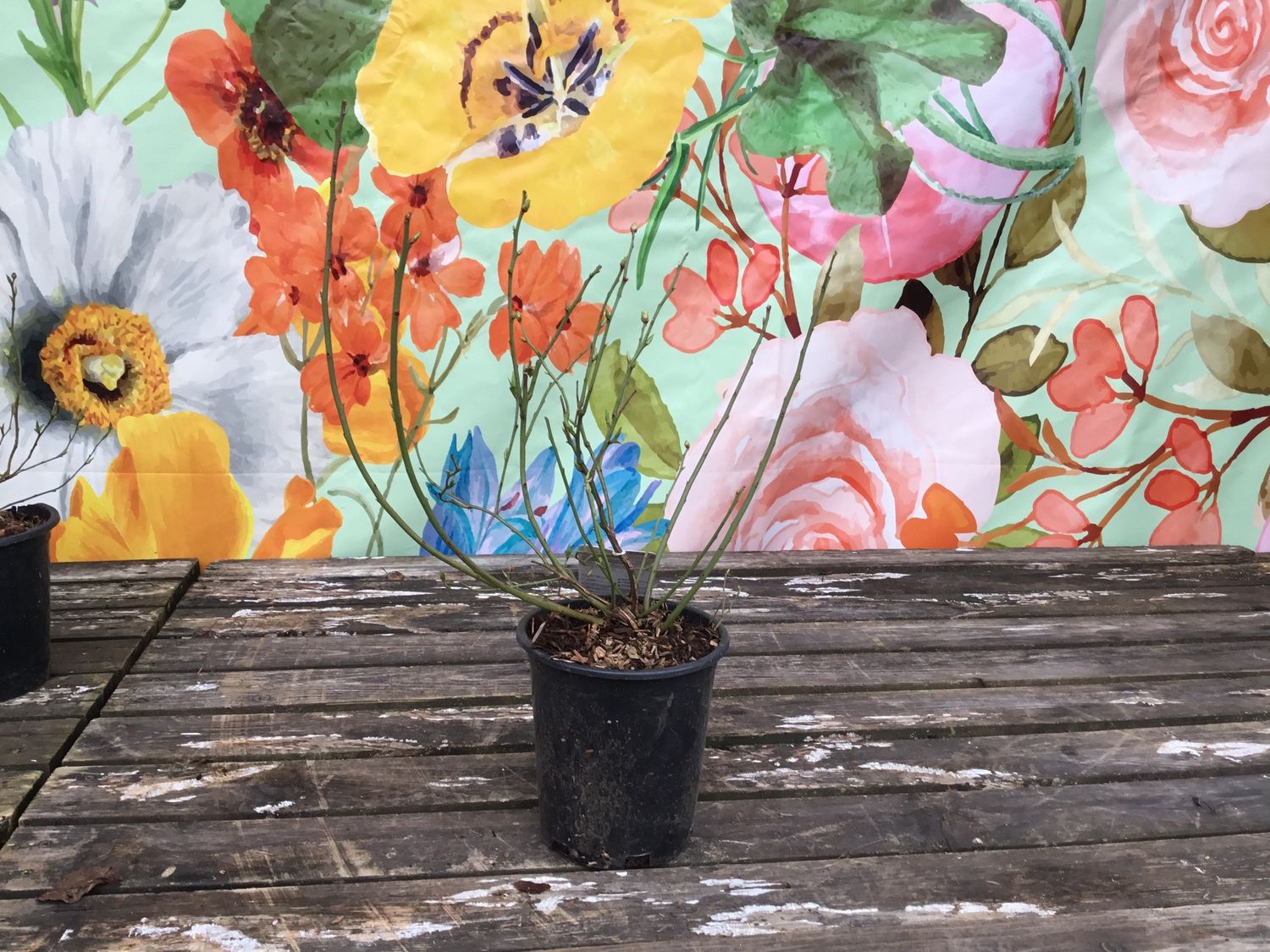 #1 Vaccinium corymbosum 'Northland'