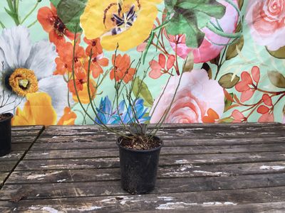 #1 Vaccinium corymbosum 'Northland'