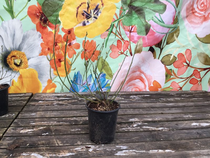 #1 Vaccinium corymbosum 'Northland'