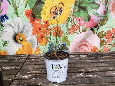 #2 Vaccinium corymbosum 'Sky Dew Gold'