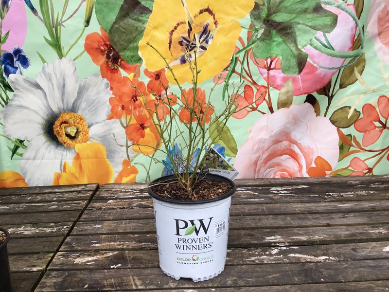 #2 Vaccinium corymbosum 'Sky Dew Gold'