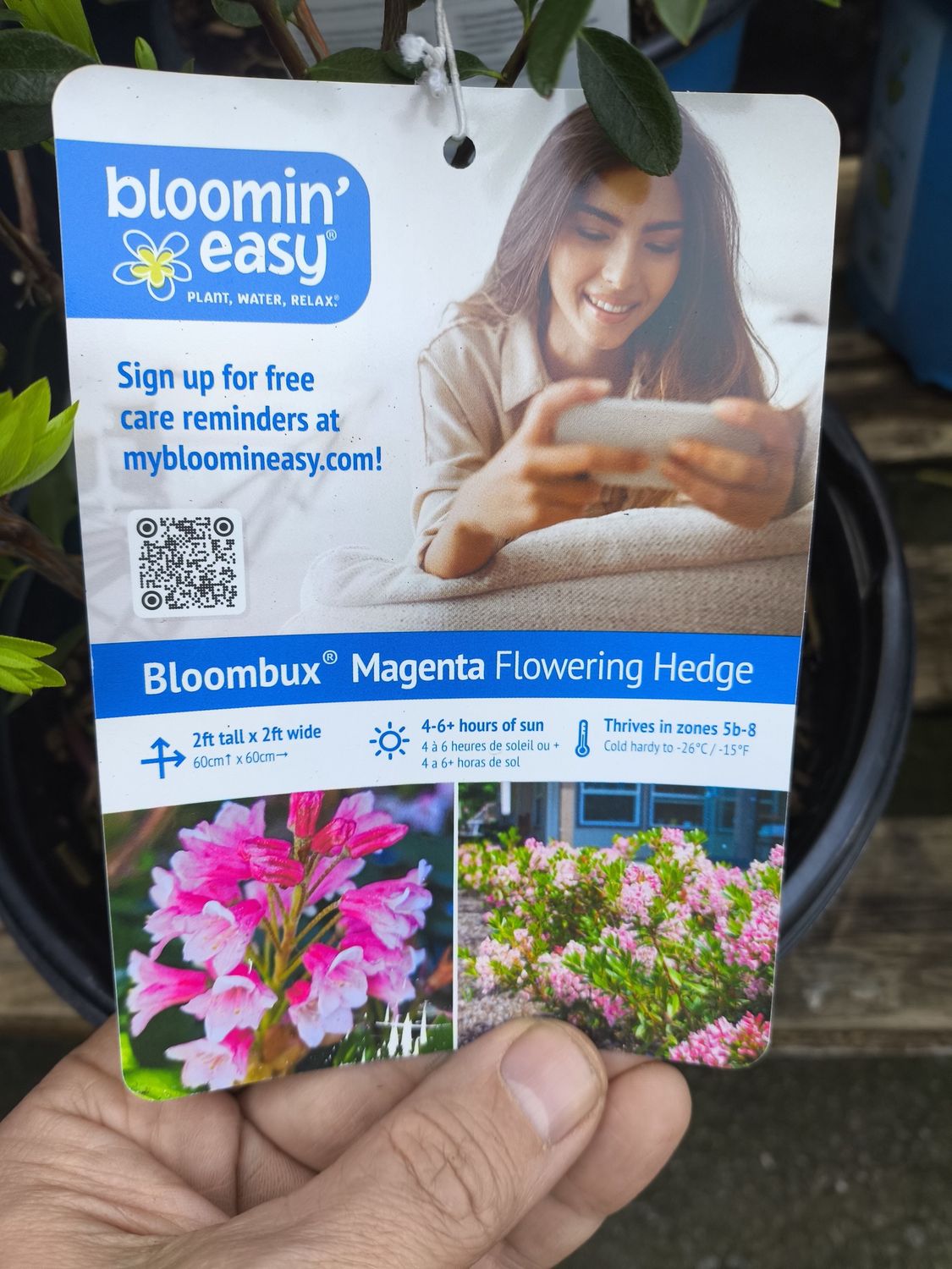 #2 Rhododendron hirsutum x micrantha  'Bloombux Magenta