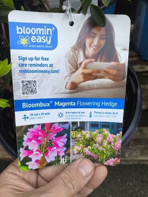 #2 Rhododendron hirsutum x micrantha 'Bloombux Magenta