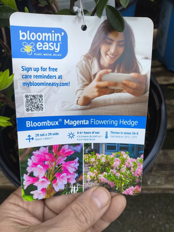 #2 Rhododendron hirsutum x micrantha  'Bloombux Magenta